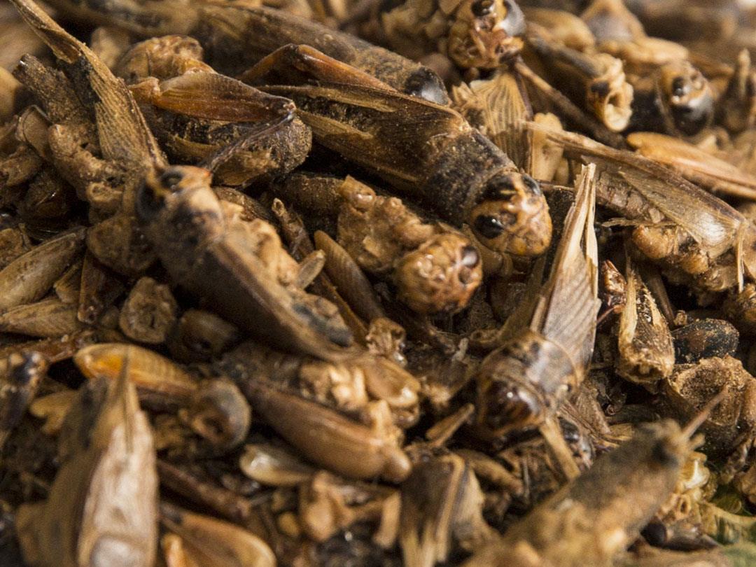 5Kg Dried Chubby Crickets