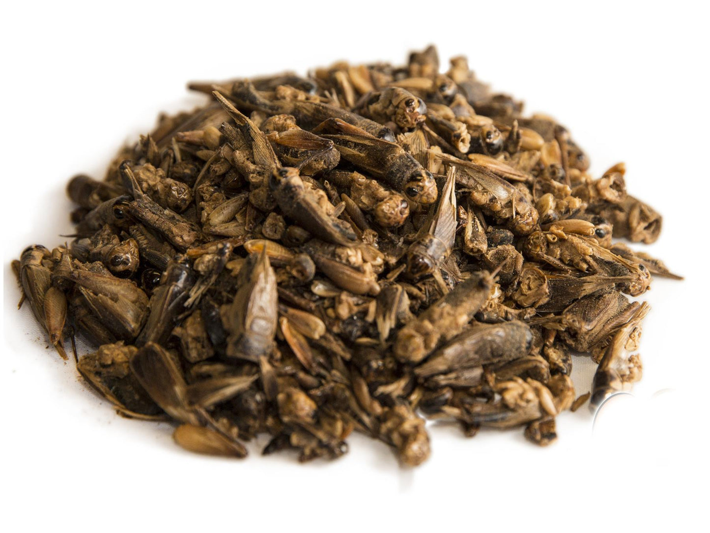 5Kg Dried Chubby Crickets