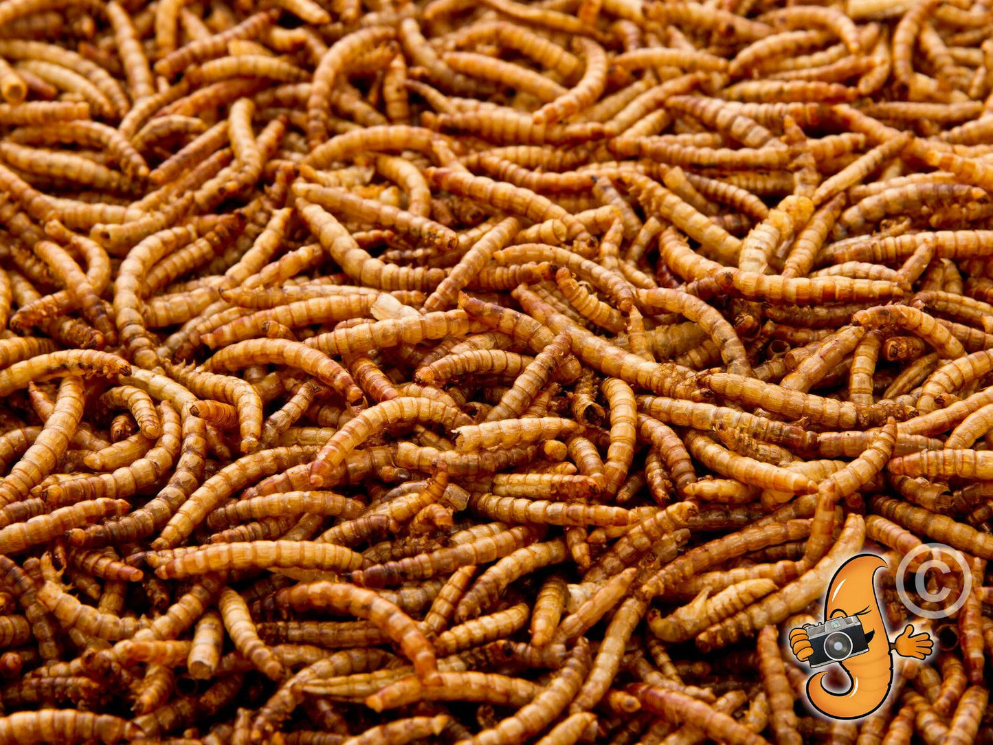 1 Litre Chubby Dried Mealworms