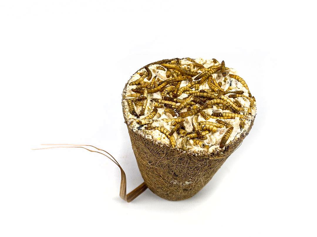 Box of 20 Filled Coconut Coir Bell - Mealworms (BB: 13/05/2023)