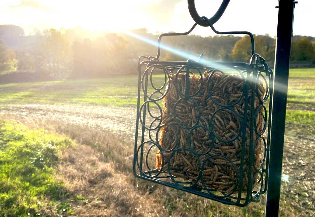 Chubby Nutri-Block Mealworm Cake - Pack of 12