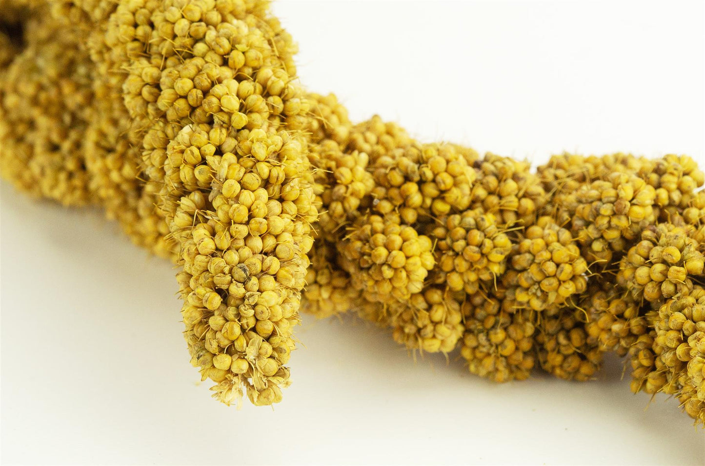 1kg Chubby Millet Sprays
