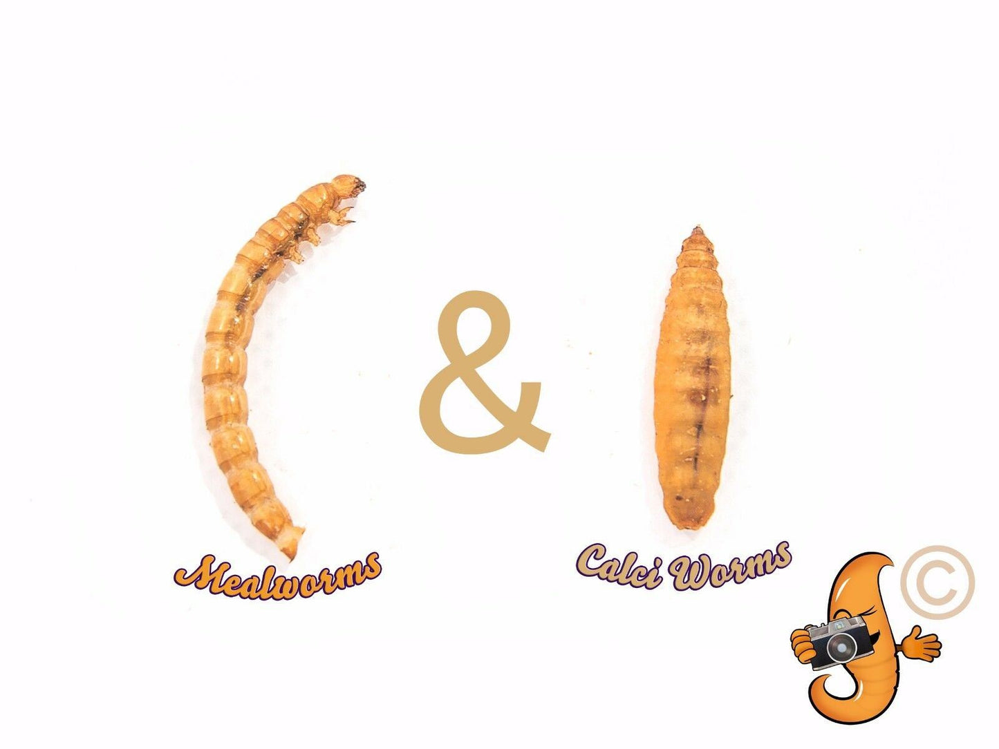 1Kg MIX - Mealworms & Calci Worms