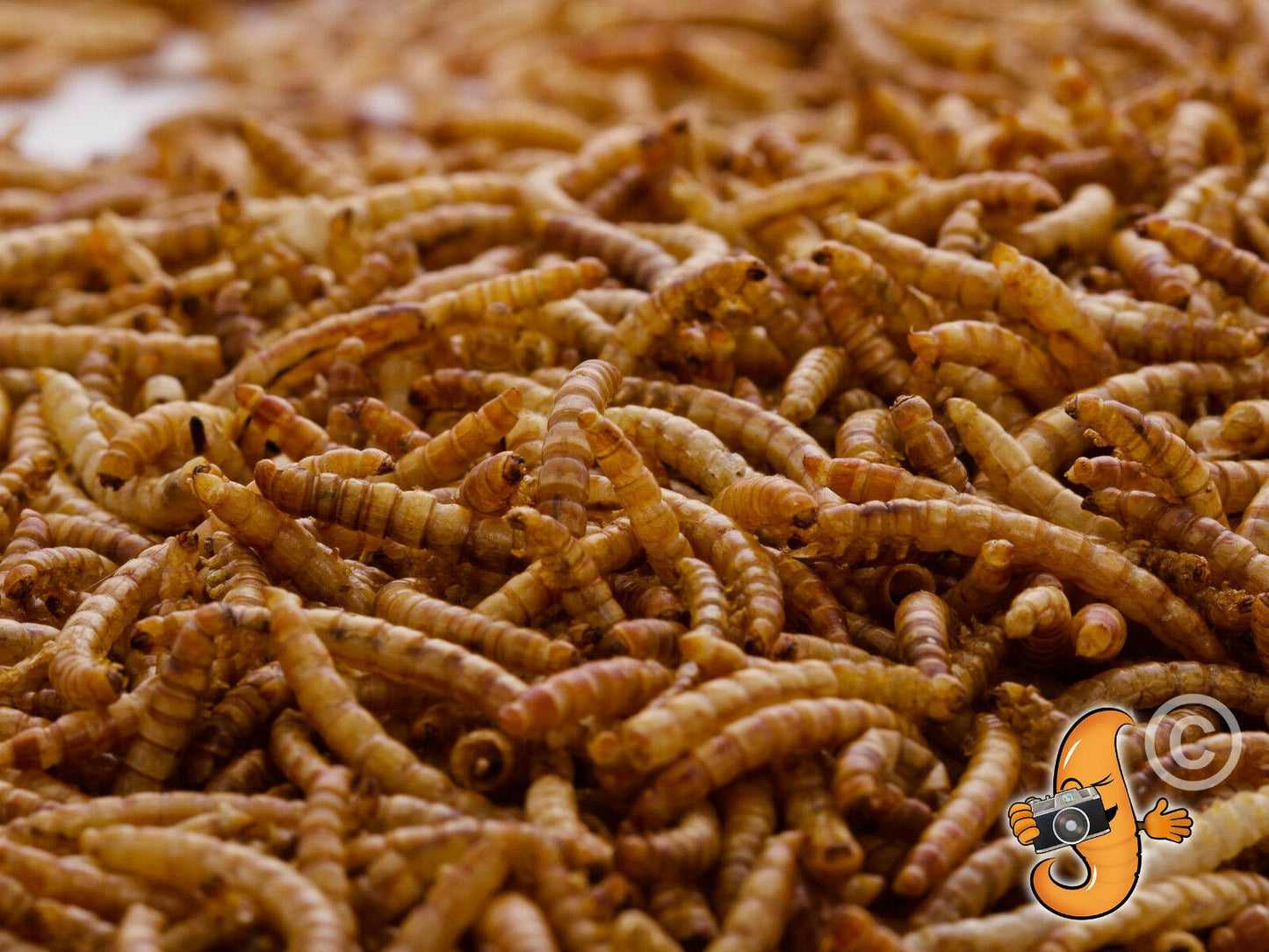 6.3Kg Dried Chubby Mealworms