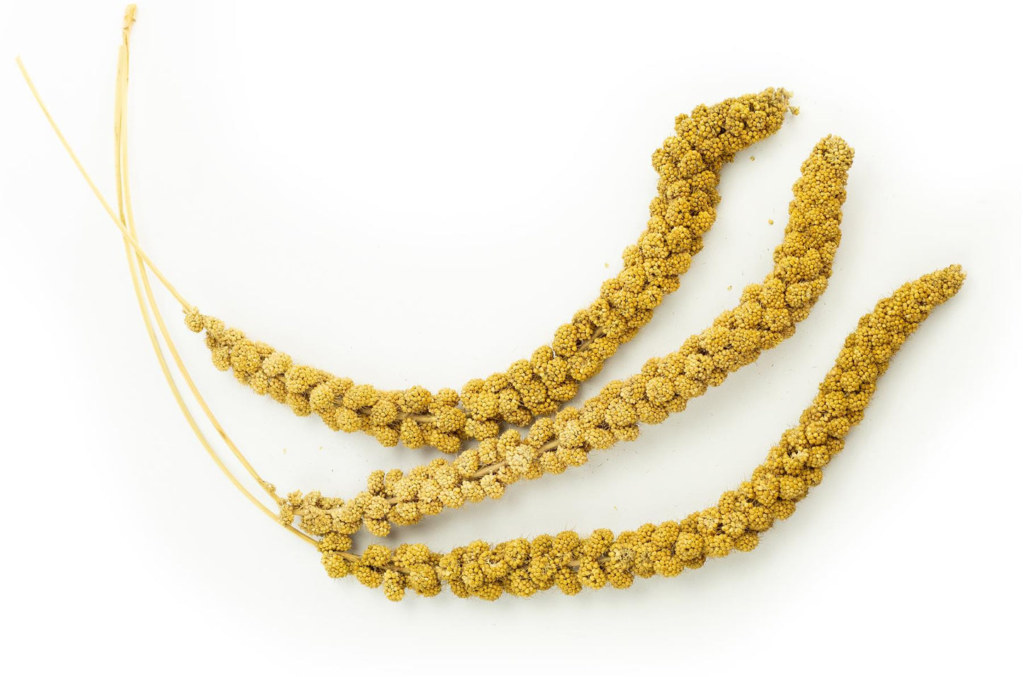1kg Chubby Millet Sprays