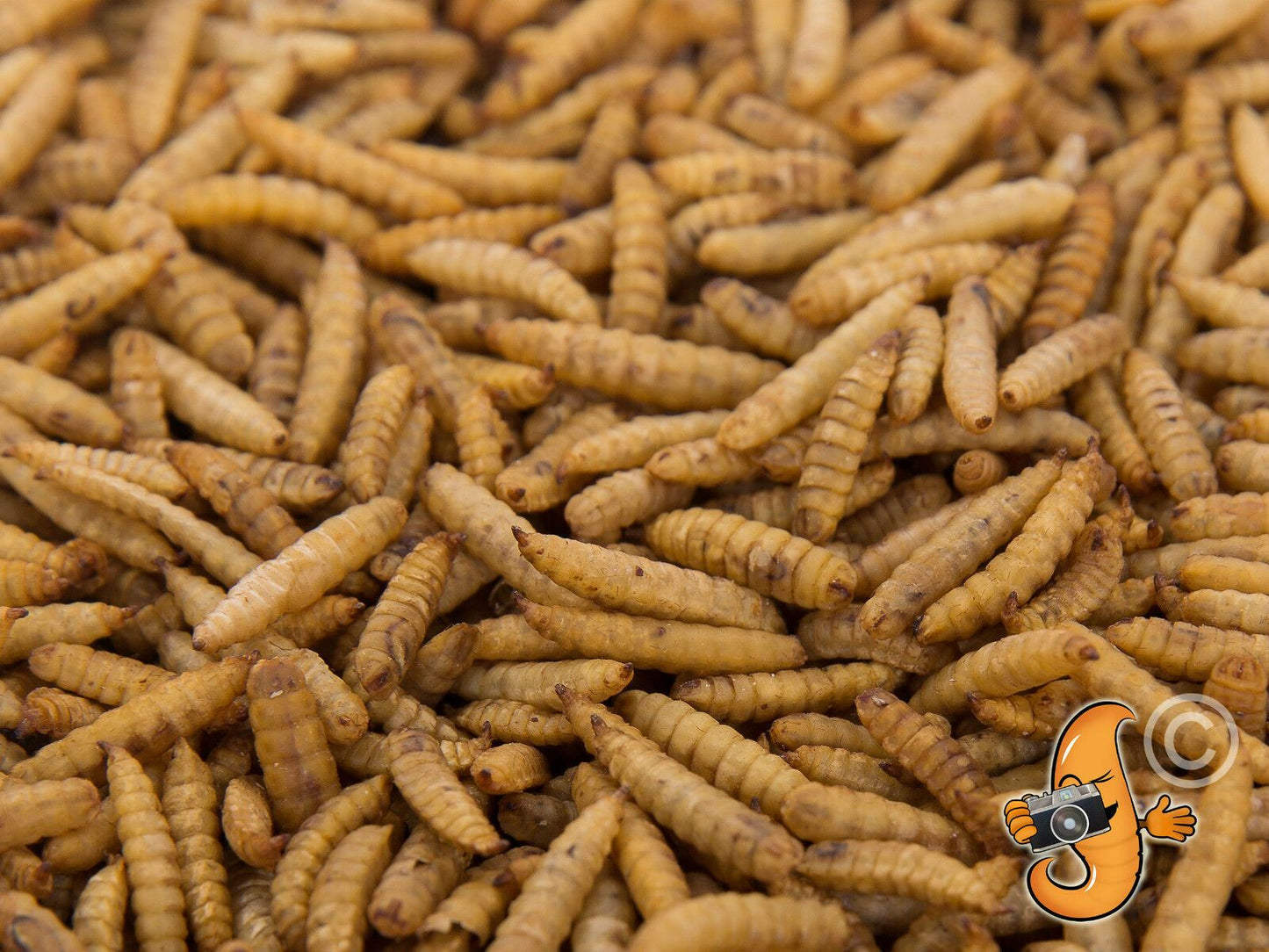 5Kg Chubby Dried Black Soldier Fly Larvae Tasty Hedgehog Treats