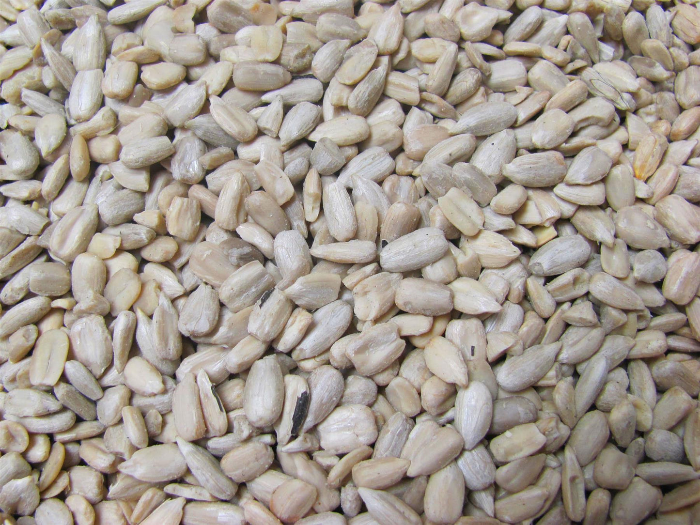 Chubby Sunflower Hearts For Wild Birds 20kg