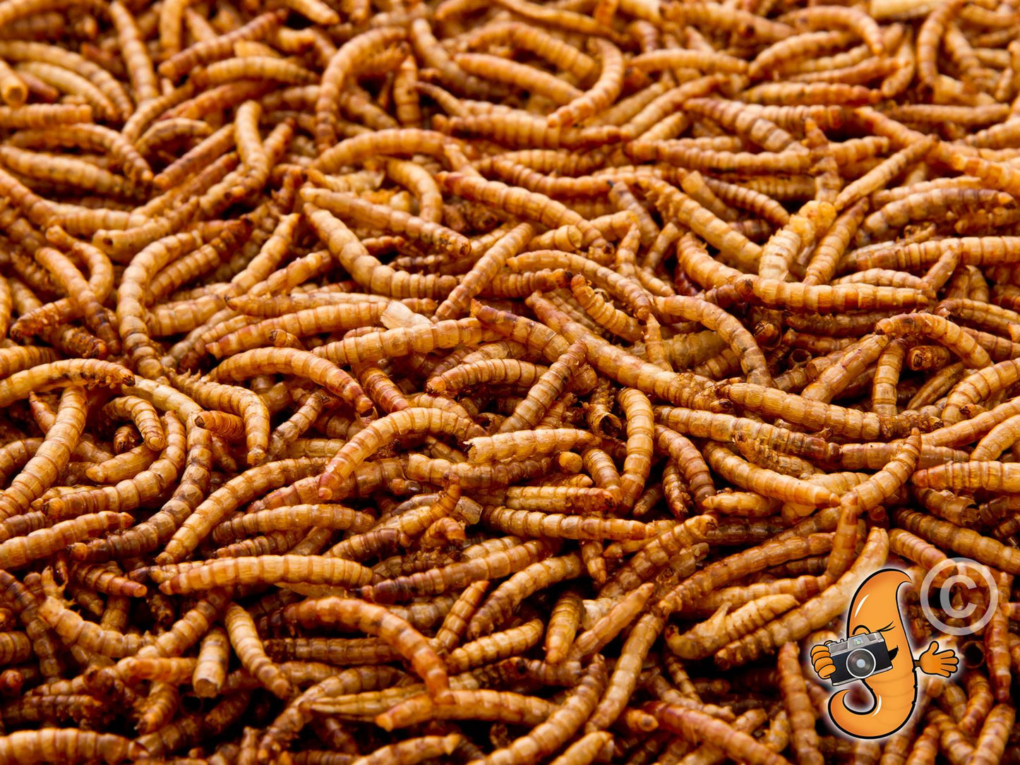 10 Litres Chubby Dried Mealworms (approx 1.85kg)