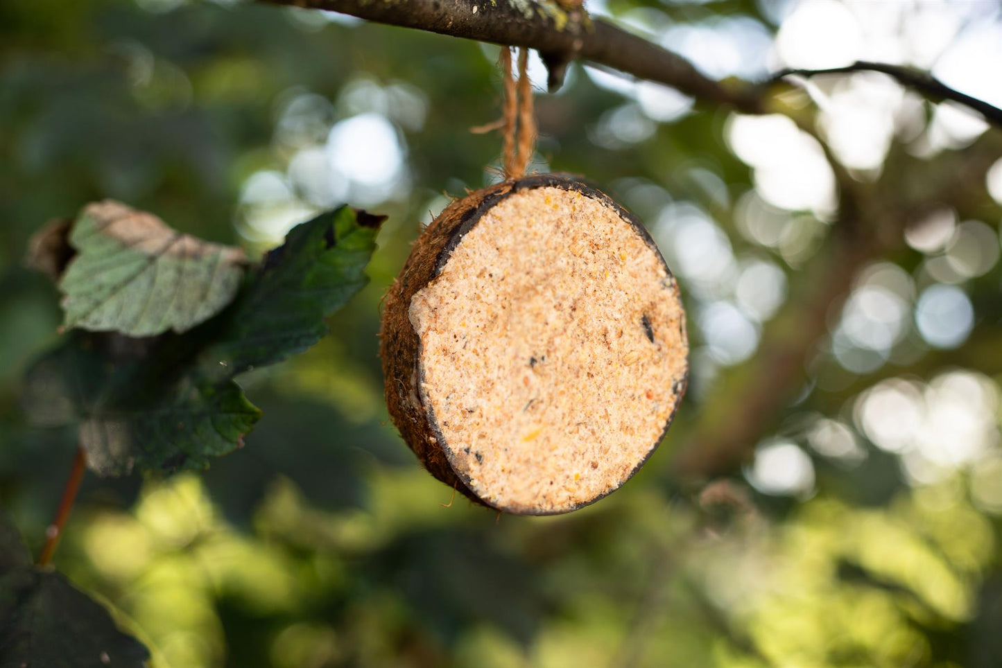 Chubby Sustainable Half Filled Coconut - Seed & Insect Oil