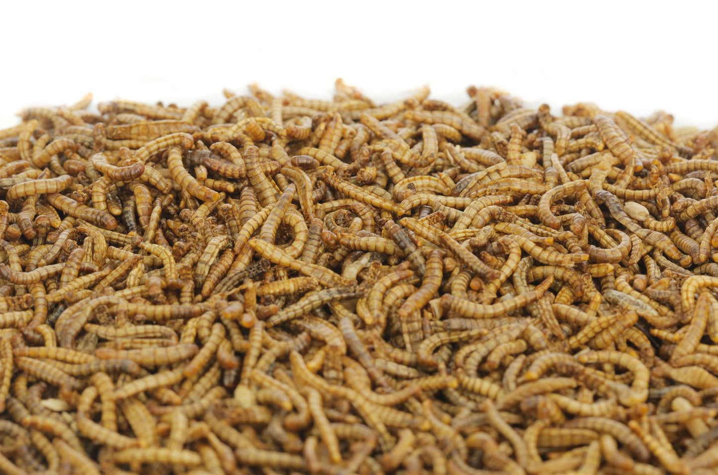 EU Grown Chubby Dried Mealworms Wild Bird Food 1Kg