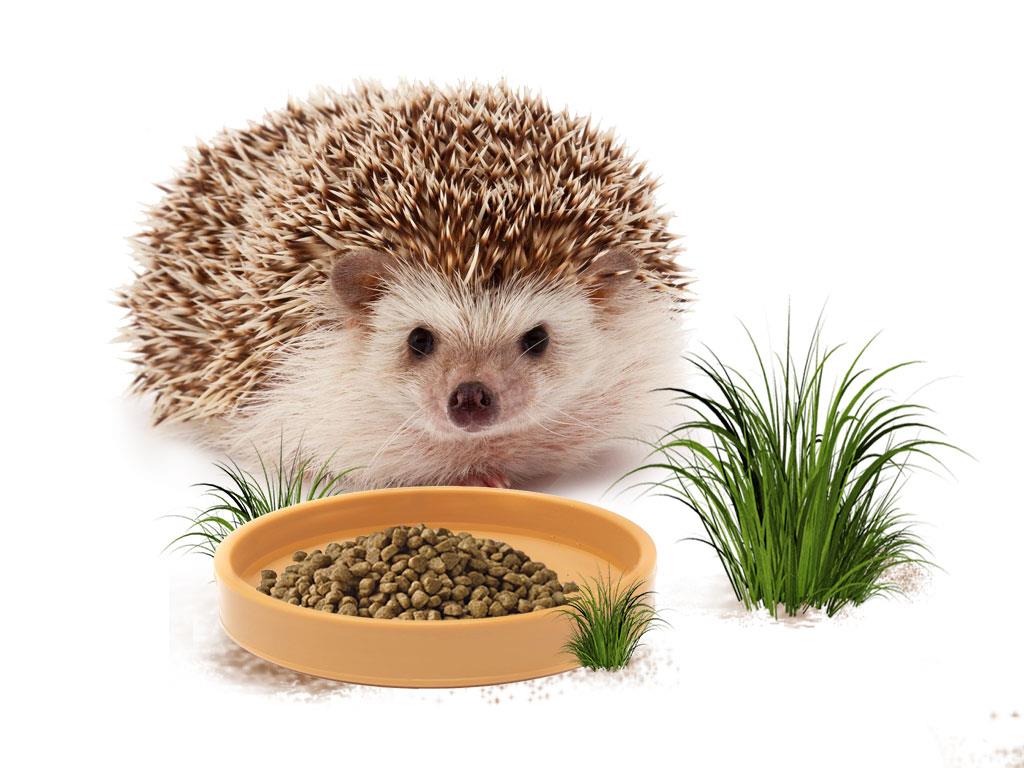 Hedgehog Food or Water Bowl