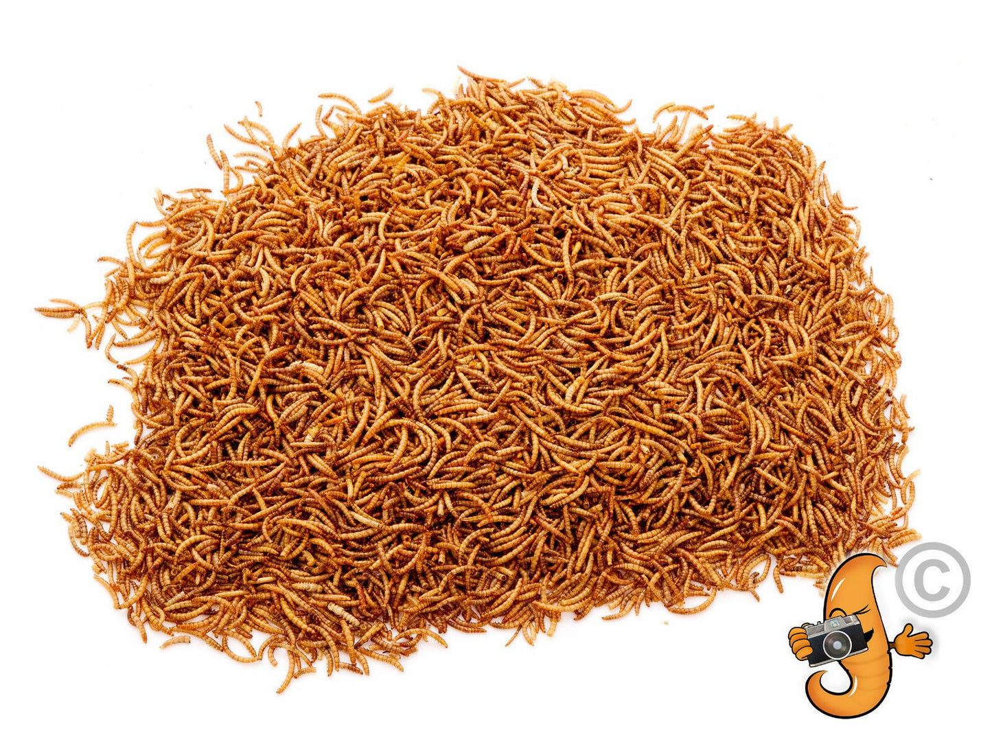 1 Litre Chubby Dried Mealworms