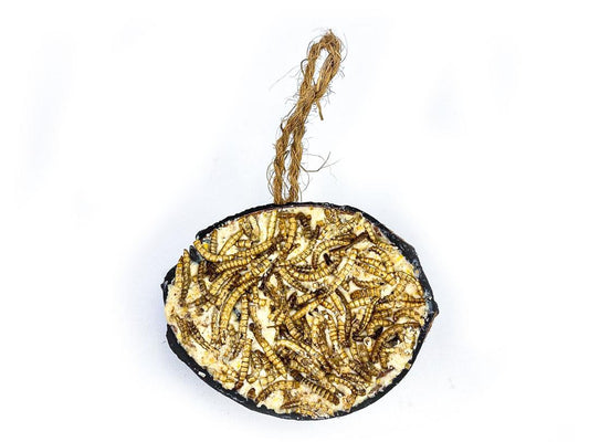 Chubby Half Filled Coconut - Topped with Mealworms