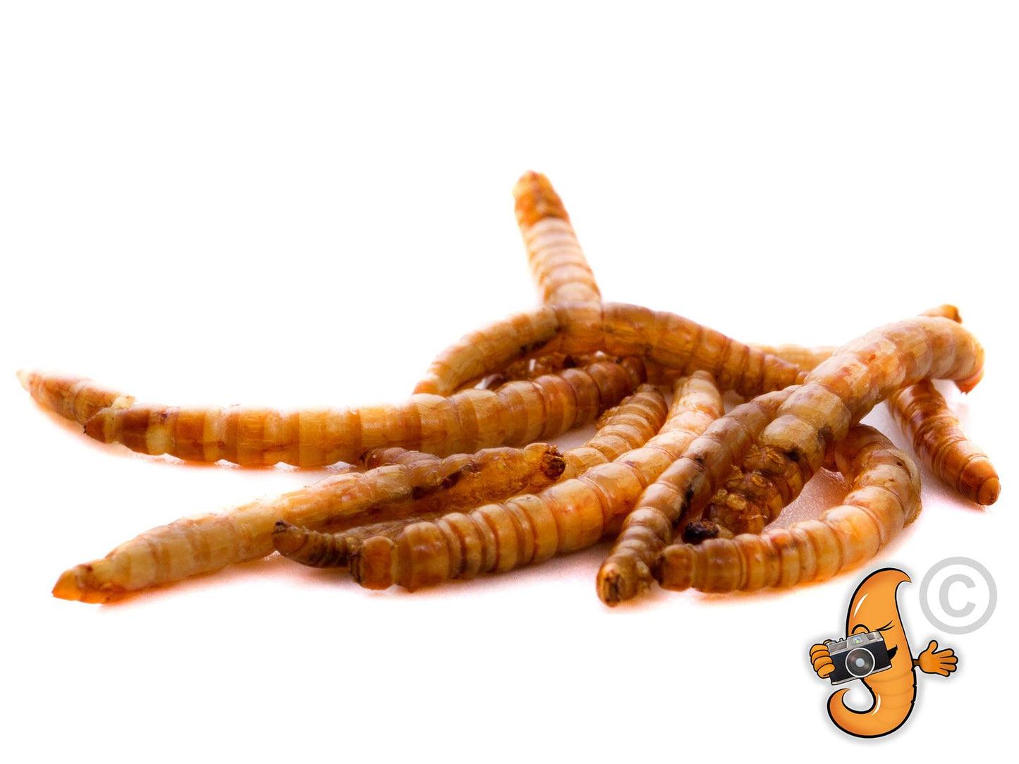 10 Litres Chubby Dried Mealworms (approx 1.85kg)