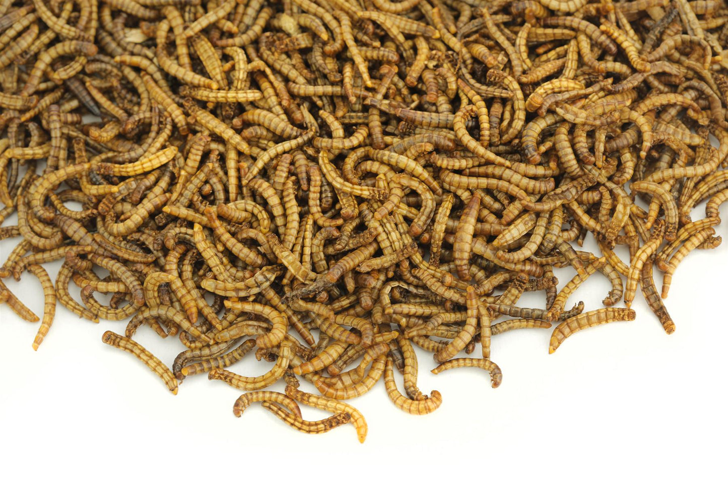 EU Grown Chubby Dried Mealworms Wild Bird Food 1Kg