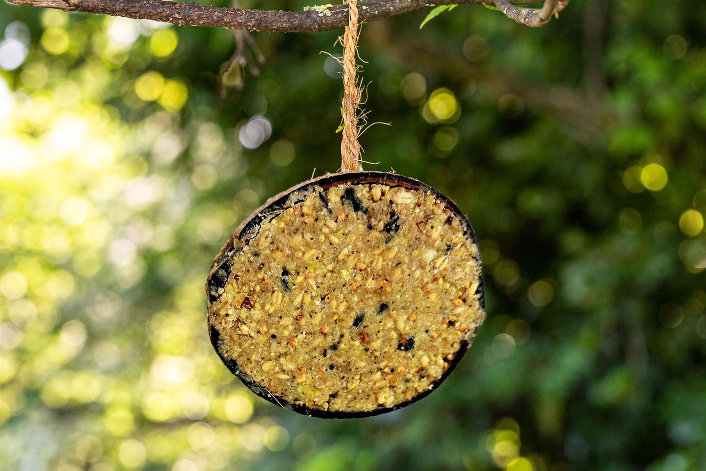 Chubby Sustainable Half Filled Coconut - Seed & Insect Oil