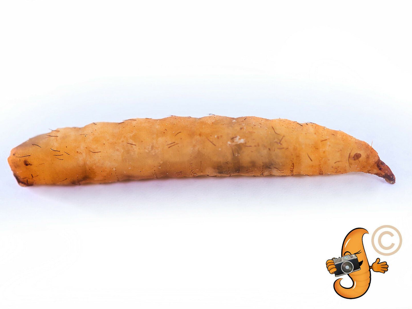 5Kg Chubby Dried Black Soldier Fly Larvae Tasty Hedgehog Treats