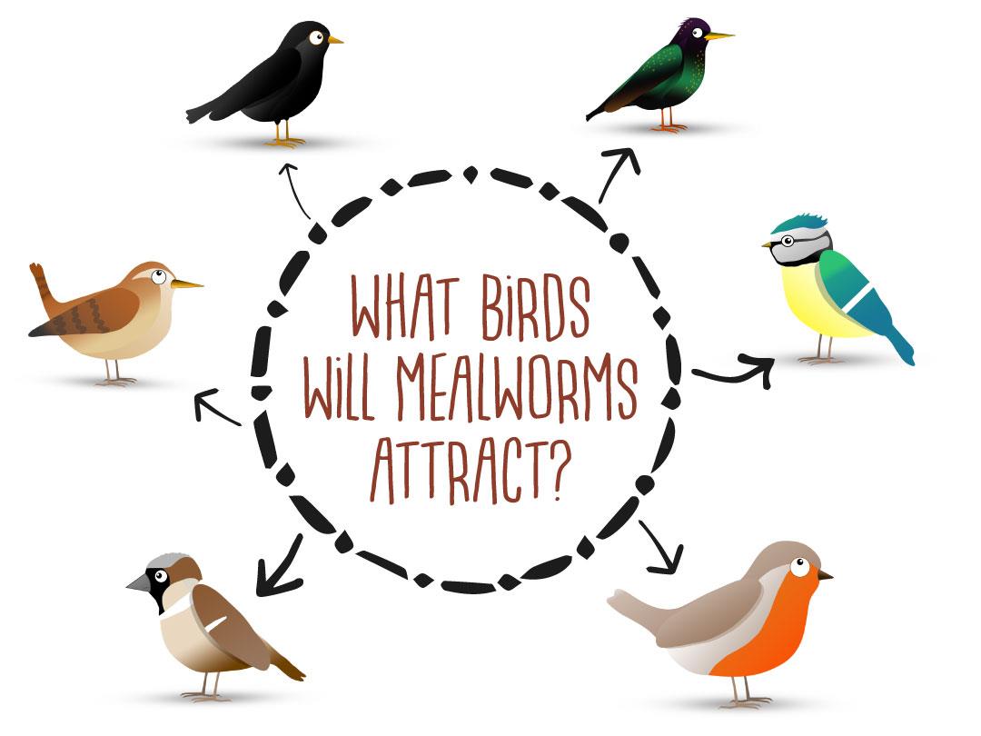 Chubby Pre-Filled Mealworm Recycled Feeder