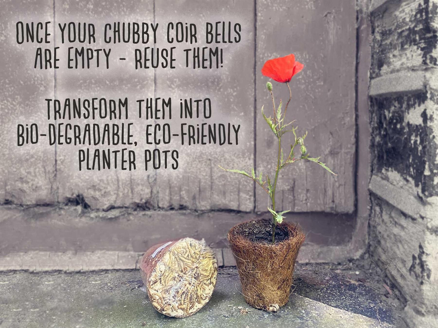 Box of 20 Filled Coconut Coir Bell - Mealworms (BB: 13/05/2023)