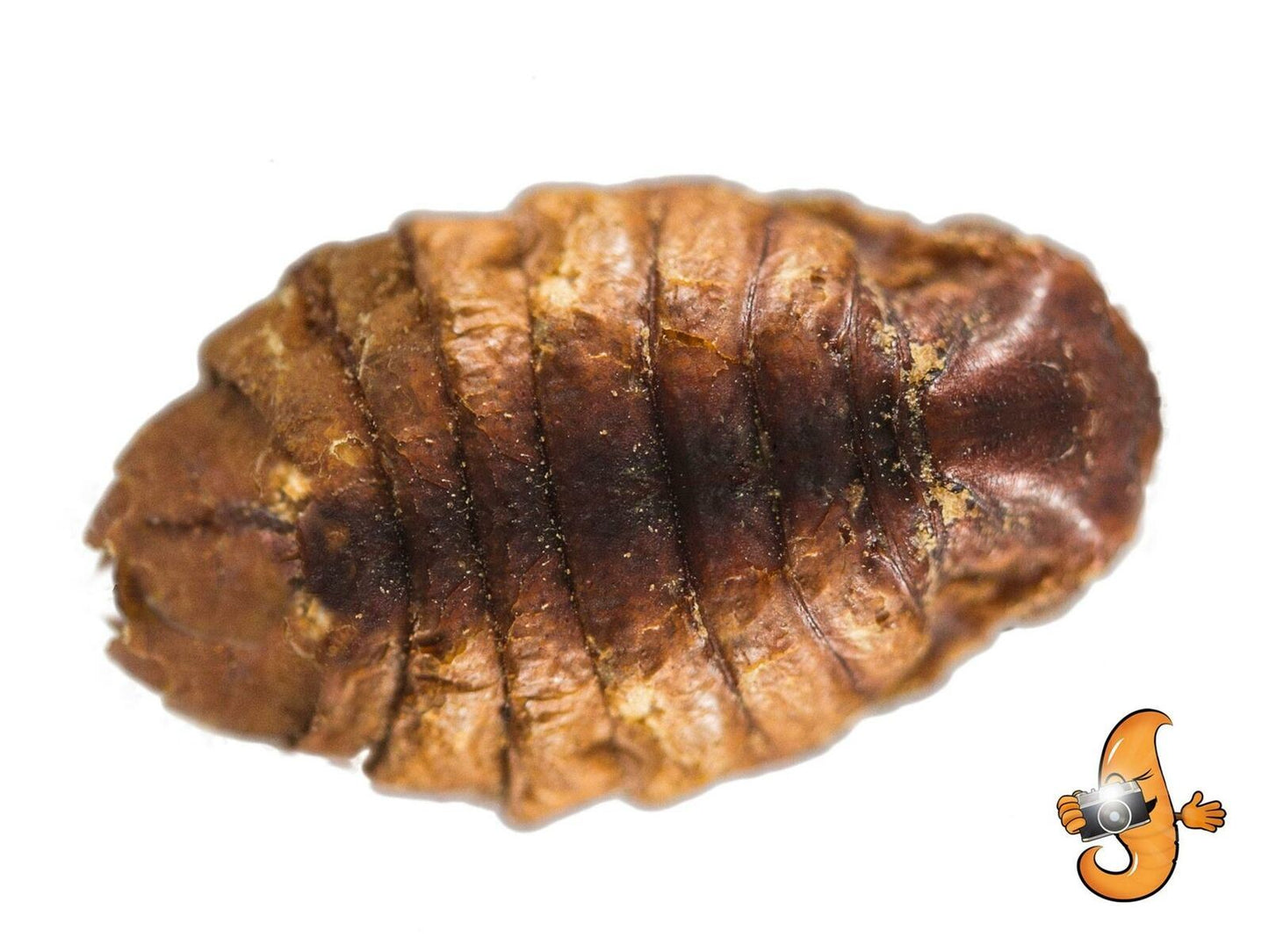 5Kg Dried Chubby Silkworm Pupae