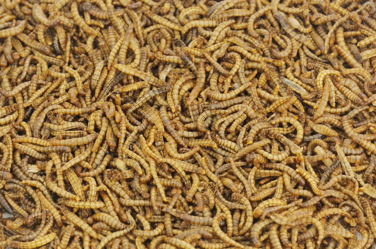EU Grown Chubby Dried Mealworms Wild Bird Food 1Kg