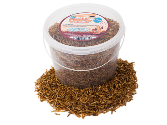 5 Litre Chubby Dried Mealworms