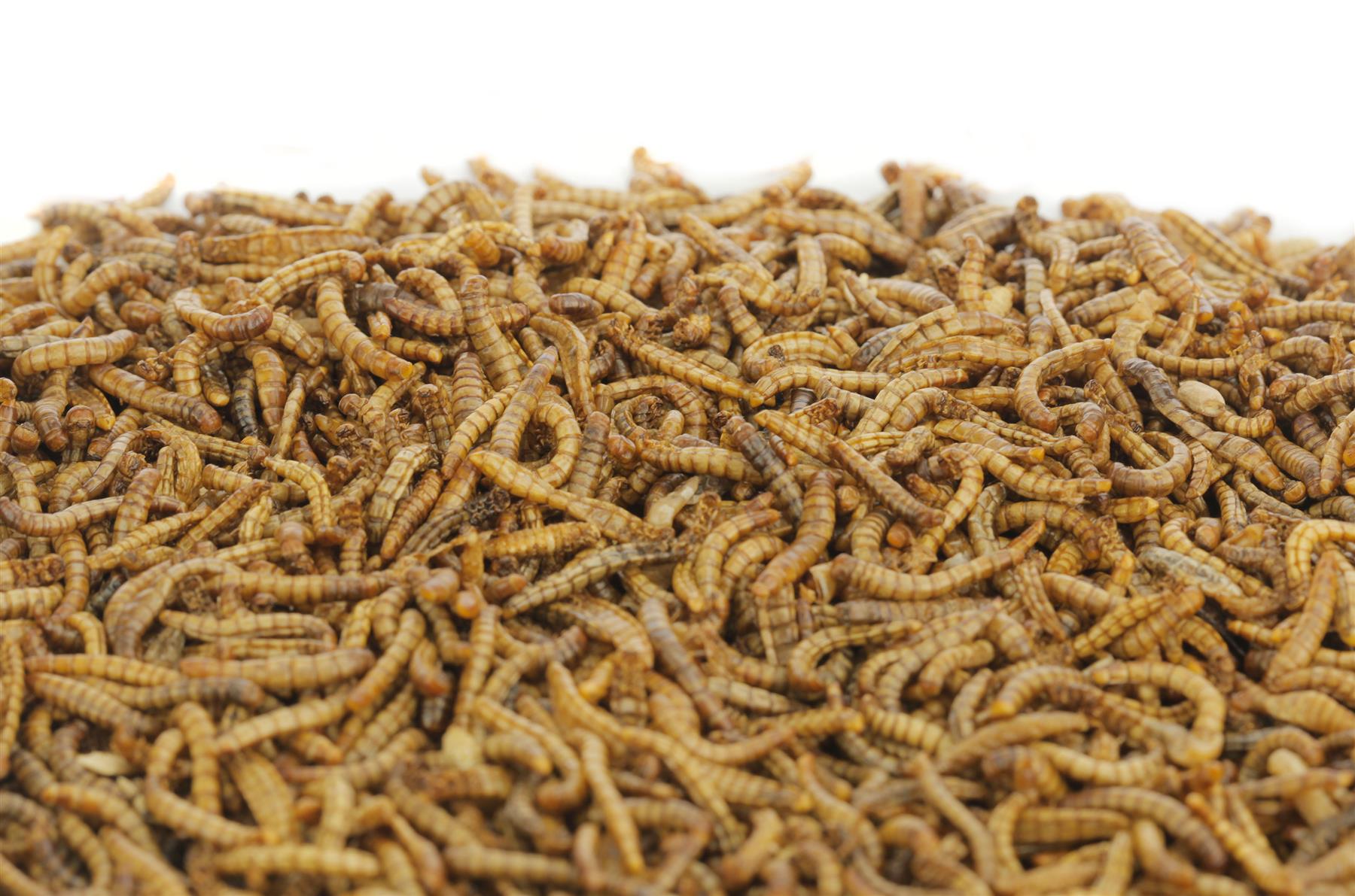 Chubby 10Kg EU Grown Mediterranean Mealworms