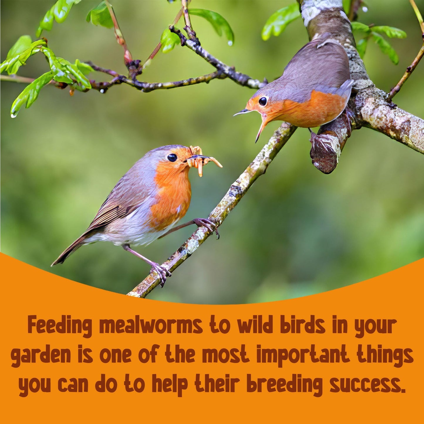 Chubby 10Kg EU Grown Mediterranean Mealworms