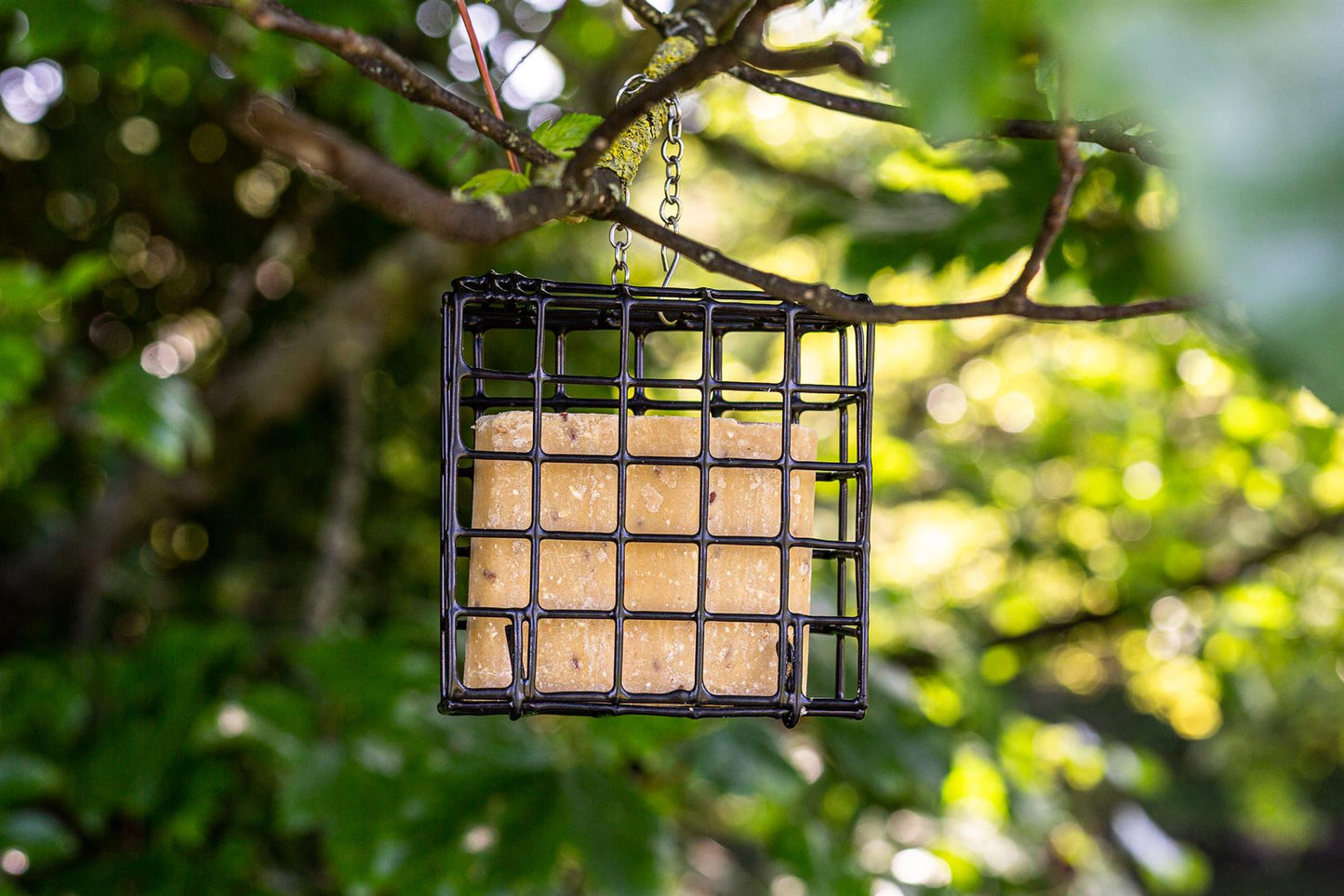 12 x Chubby High Energy Suet Cakes with Mealworms