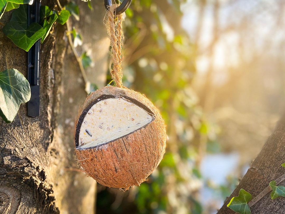 Chubby Wild Bird Food Quarter Cut  Whole Filled Coconut