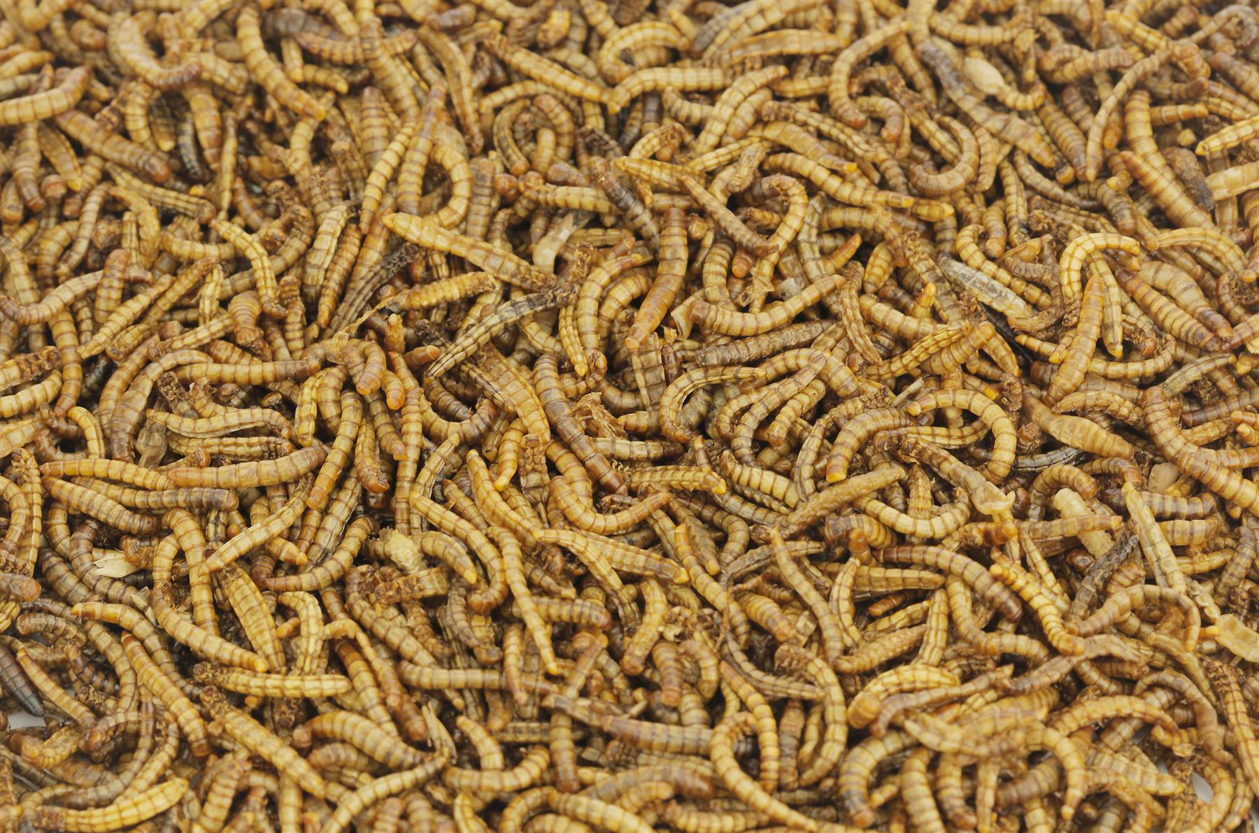Chubby 10Kg EU Grown Mediterranean Mealworms